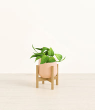 Load image into Gallery viewer, Gentle Pink stand:bamboo
