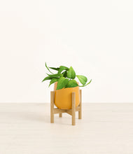 Load image into Gallery viewer, Mustard stand:bamboo

