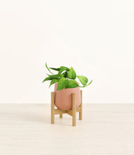 Load image into Gallery viewer, Calm Rose stand:bamboo
