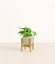 Load image into Gallery viewer, Turquoise stand:bamboo
