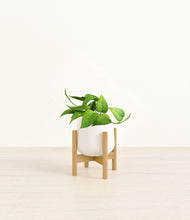 Load image into Gallery viewer, White stand:bamboo

