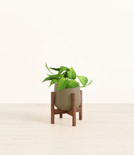 Load image into Gallery viewer, Olive stand:walnut
