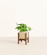 Load image into Gallery viewer, Almond Green stand:walnut
