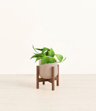 Load image into Gallery viewer, Eternal Gray stand:walnut
