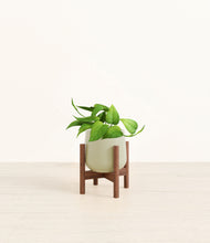 Load image into Gallery viewer, Turquoise stand:walnut
