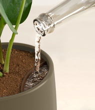Load image into Gallery viewer, Olive stand:all
