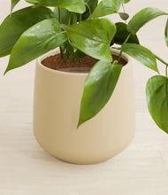 Load image into Gallery viewer, Almond Green stand:all
