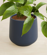 Load image into Gallery viewer, Deep Navy stand:all
