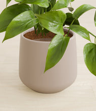 Load image into Gallery viewer, Eternal Gray stand:all
