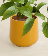 Load image into Gallery viewer, Mustard stand:all
