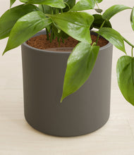 Load image into Gallery viewer, Dark Olive stand:all
