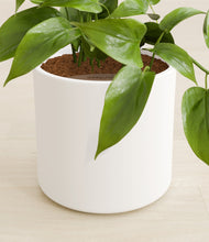 Load image into Gallery viewer, White stand:all
