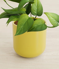 Load image into Gallery viewer, Key Lime Yellow stand:all
