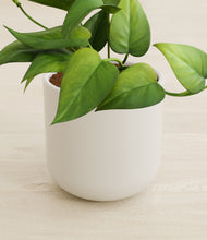 Load image into Gallery viewer, Cotton White stand:all
