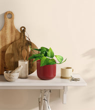 Load image into Gallery viewer, Striped Cherry Red
