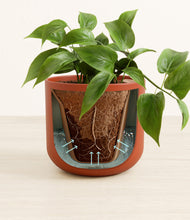 Load image into Gallery viewer, Earth Red
