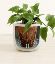 Load image into Gallery viewer, Natural Bamboo
