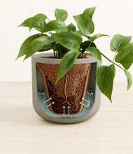 Load image into Gallery viewer, Sage Green
