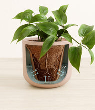 Load image into Gallery viewer, Sandy Pink
