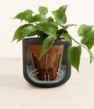 Load image into Gallery viewer, Stone Black
