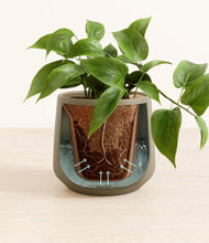 Load image into Gallery viewer, Olive stand:all
