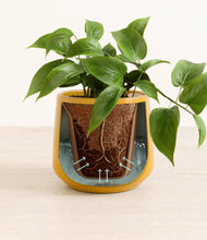 Load image into Gallery viewer, Mustard stand:all
