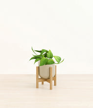 Load image into Gallery viewer, Sage Green stand:bamboo
