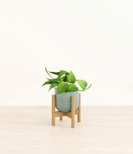 Load image into Gallery viewer, Reactive Aqua stand:bamboo
