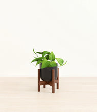 Load image into Gallery viewer, Stone Black stand:walnut
