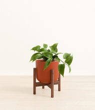Load image into Gallery viewer, Earth Red stand:walnut
