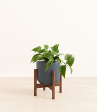 Load image into Gallery viewer, Iron Gray stand:walnut
