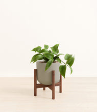 Load image into Gallery viewer, Sage Green stand:walnut
