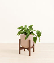 Load image into Gallery viewer, Sandy Pink stand:walnut
