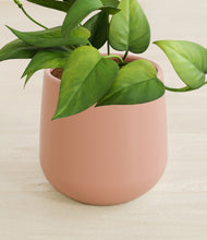 Load image into Gallery viewer, Calm Rose stand:all
