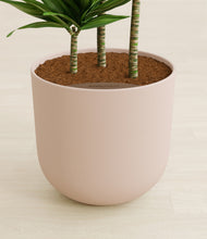 Load image into Gallery viewer, Sandy Pink stand:all
