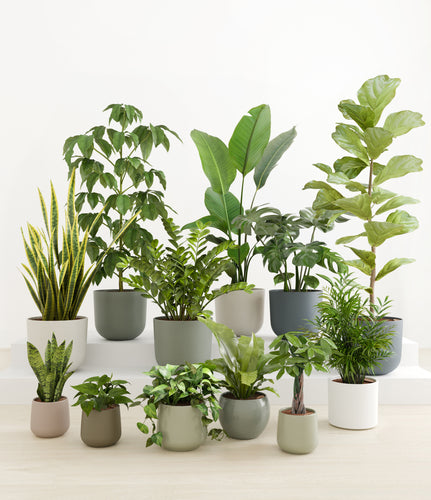 Countryside*****Profile