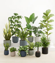 Load image into Gallery viewer, Deep Forest*****Profile
