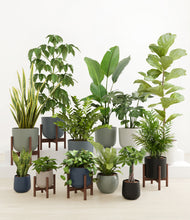 Load image into Gallery viewer, Deep Forest stand:five_stands
