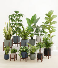 Load image into Gallery viewer, Deep Forest stand:eight_stands
