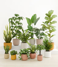 Load image into Gallery viewer, Evening Sky*****Profile
