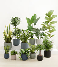 Load image into Gallery viewer, Deep Forest*****Profile
