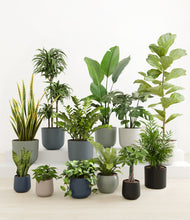Load image into Gallery viewer, Deep Forest*****Profile
