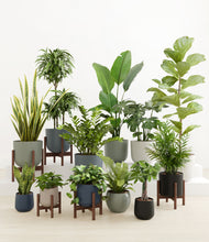 Load image into Gallery viewer, Deep Forest stand:five_stands
