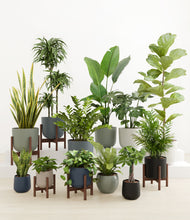 Load image into Gallery viewer, Deep Forest stand:five_stands
