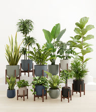 Load image into Gallery viewer, Deep Forest stand:eight_stands
