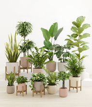 Load image into Gallery viewer, Sandy stand:five_stands
