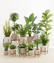 Load image into Gallery viewer, Sandy stand:eight_stands
