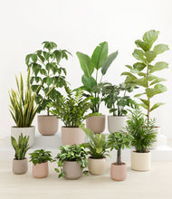 Load image into Gallery viewer, Sandy*****Profile
