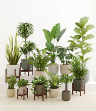 Load image into Gallery viewer, Woodland stand:five_stands
