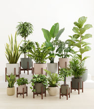 Load image into Gallery viewer, Woodland stand:eight_stands
